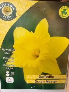 Narcissus Dutch Master 6 Bulbs