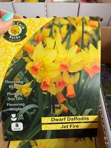 Narcissus Jetfire 8 Bulbs