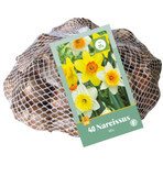 Narcissus Large Cup Mixed 40 Bulbs