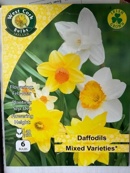 Narcissus Mixed 6 Bulbs