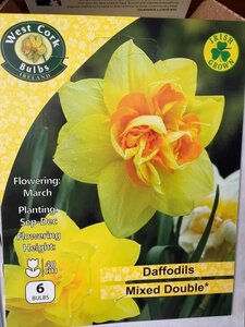 Narcissus Mixed Double 6 Bulbs