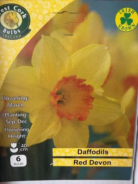 Narcissus Red Devon 6 Bulb