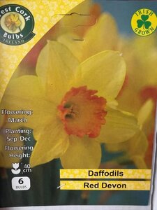 Narcissus Red Devon 6 Bulb