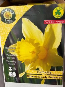 Narcissus Rijnveld's Early Sensation 6 Bulbs