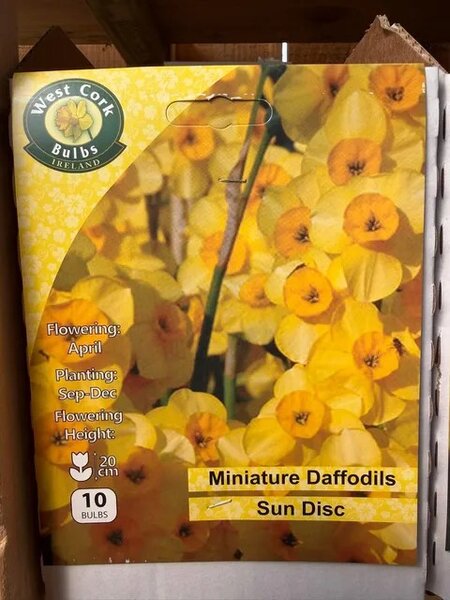 Narcissus Sundisc 10 Bulbs