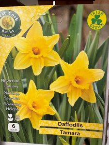 Narcissus Tamara 6 Bulbs