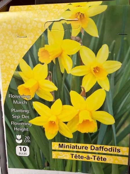 Narcissus Tete a Tete 10 Bulbs