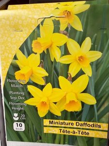 Narcissus Tete a Tete 10 Bulbs
