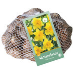 Narcissus Yellow 40 Bulbs