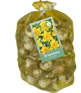 Narcissus Yellow 70 Bulbs