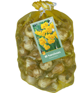 Narcissus Yellow 80 Bulbs