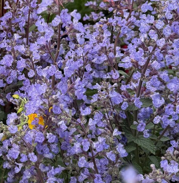 Nepeta Junior Walker - image 2