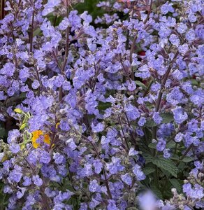 Nepeta Junior Walker - image 2
