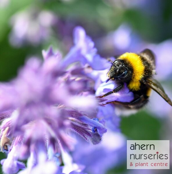 Nepeta Six Hills Giant - image 2