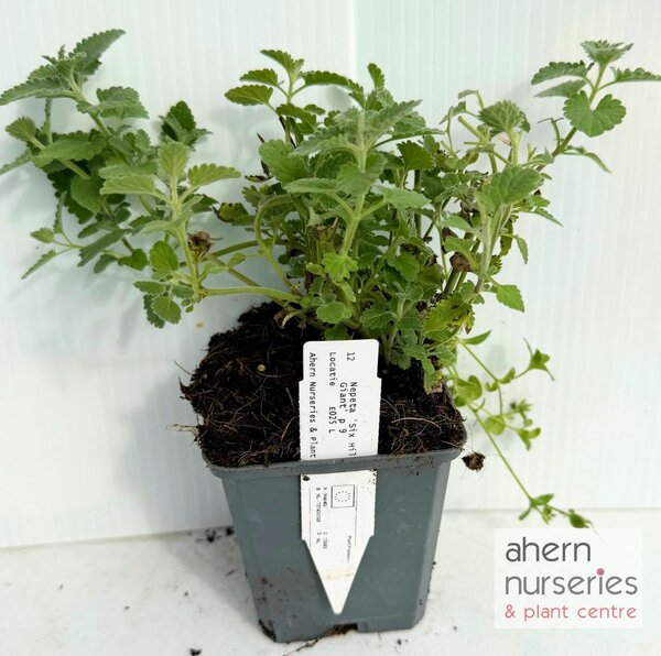 Nepeta Six Hills Giant - image 4