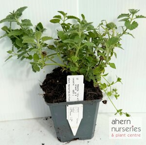 Nepeta Six Hills Giant - image 4