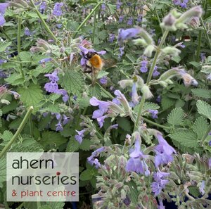Nepeta Six Hills Giant - image 3