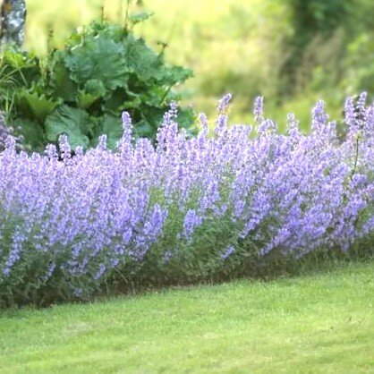 Nepeta Six Hills Giant - image 1