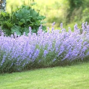 Nepeta Six Hills Giant - image 1