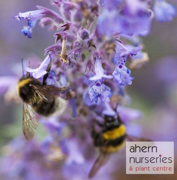 Nepeta Walkers Low - image 1