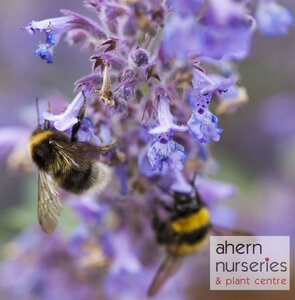 Nepeta Walkers Low - image 1