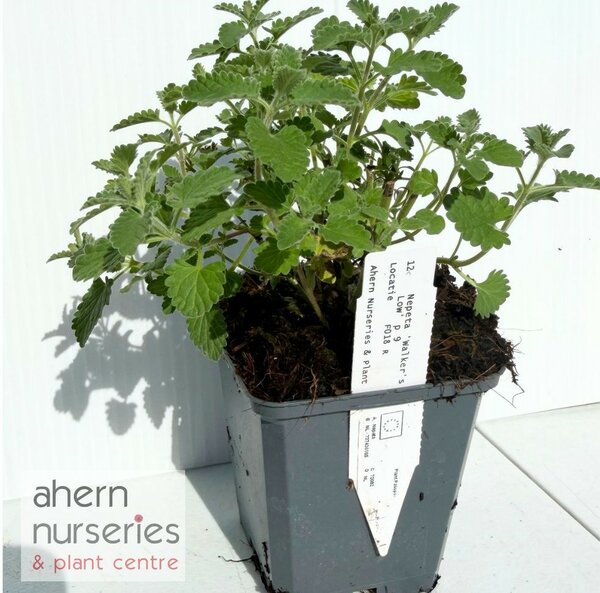 Nepeta Walkers Low - image 2
