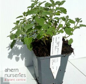 Nepeta Walkers Low - image 2