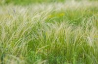 Ornamental grass