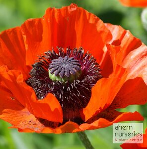 Papaver Brilliant - image 1