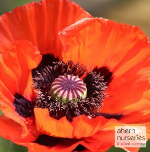 Papaver Brilliant - image 4