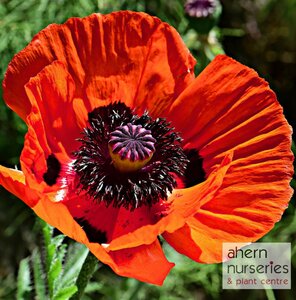 Papaver Brilliant - image 2