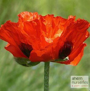 Papaver Brilliant - image 3