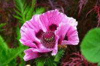 Perennials