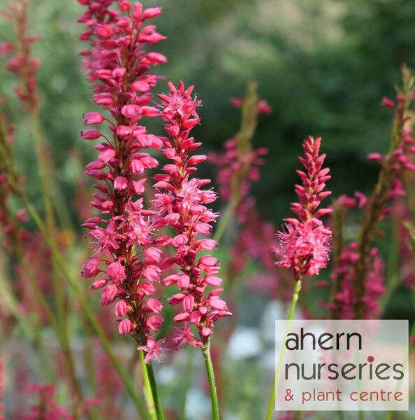 Persicaria Darjeeling Red - image 1