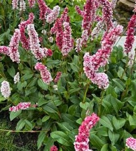 Persicaria Darjeeling Red - image 2