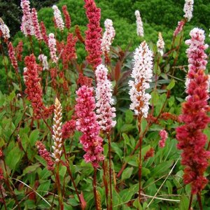 Persicaria Darjeeling Red - image 3