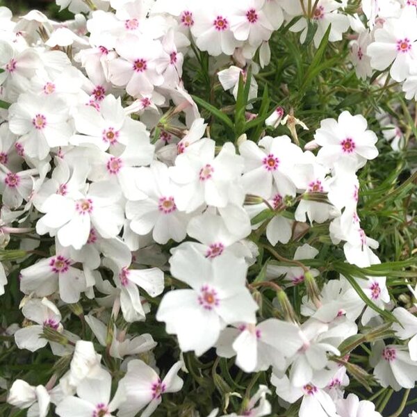 Phlox Amazing Grace - image 1
