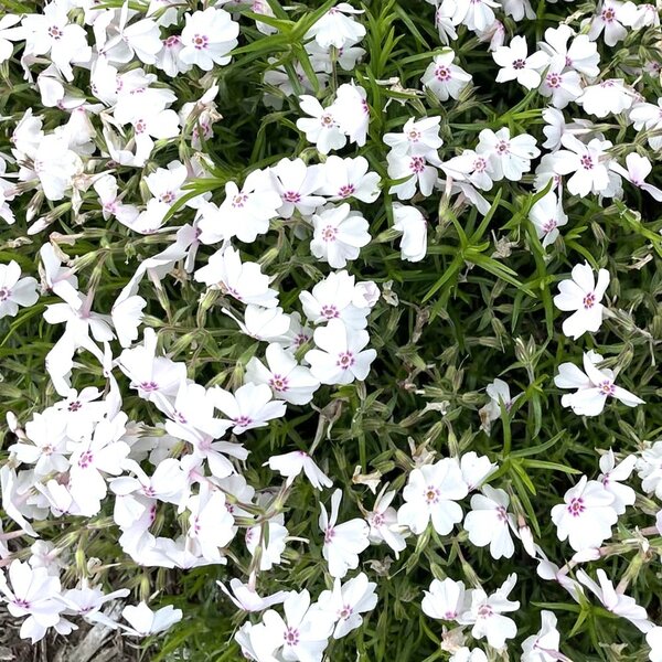 Phlox Amazing Grace - image 2