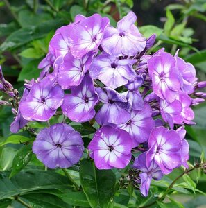 Phlox Blue Boy - image 1