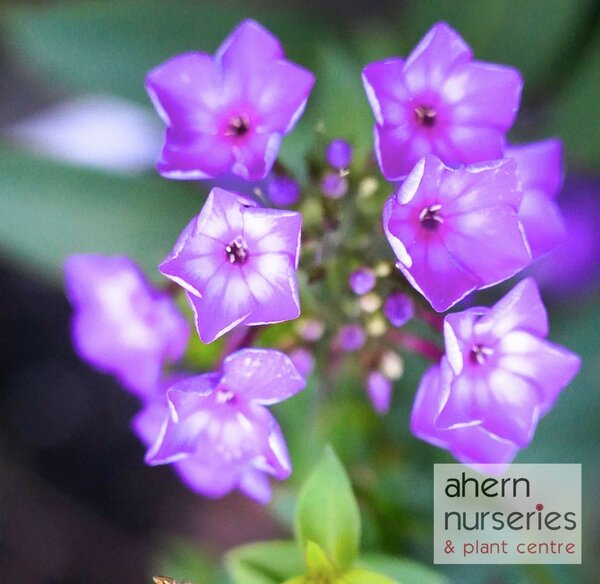 Phlox Blue Boy - image 3