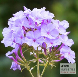 Phlox Blue Boy - image 2