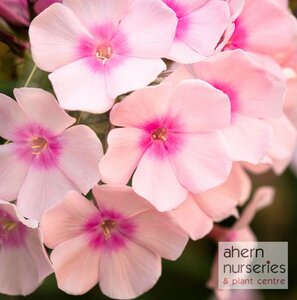 Phlox Bright Eyes - image 2