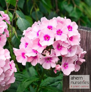 Phlox Bright Eyes - image 1