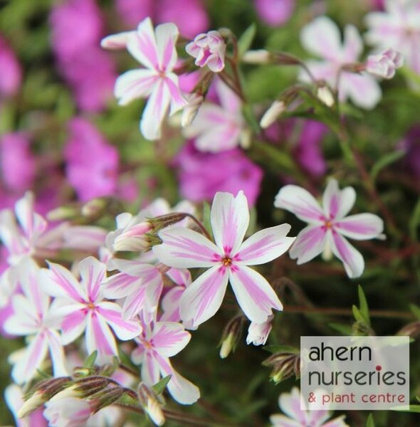 Phlox Candy Stripes - image 1