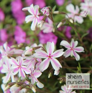 Phlox Candy Stripes - image 1