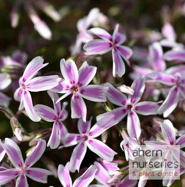 Phlox Candy Stripes - image 3