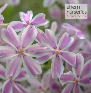 Phlox Candy Stripes - image 2