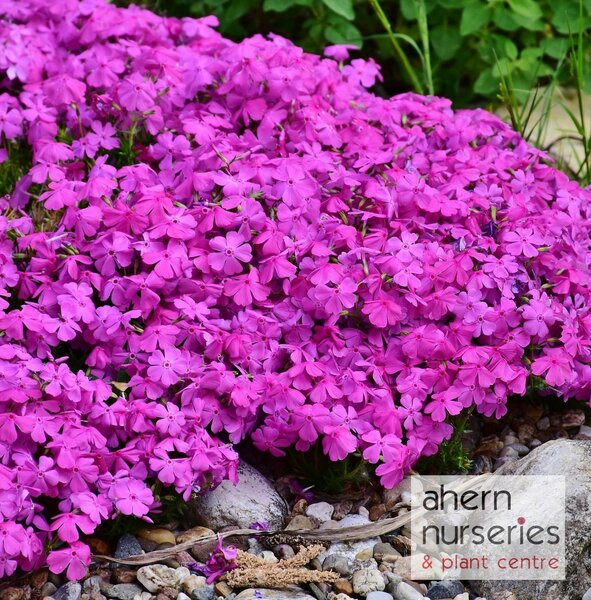 Phlox Daniels Cushion - image 1