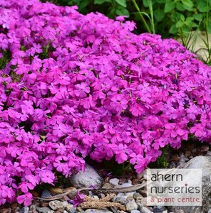 Phlox Daniels Cushion - image 1