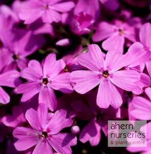 Phlox Daniels Cushion - image 3